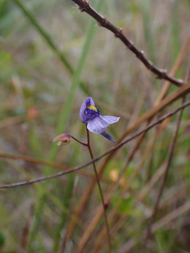 Utricularia hispida photo 4