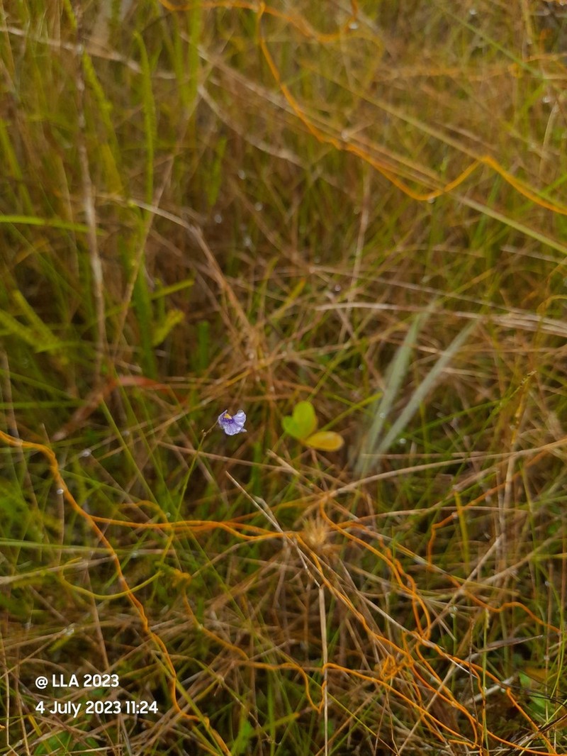 Utricularia hispida photo 5