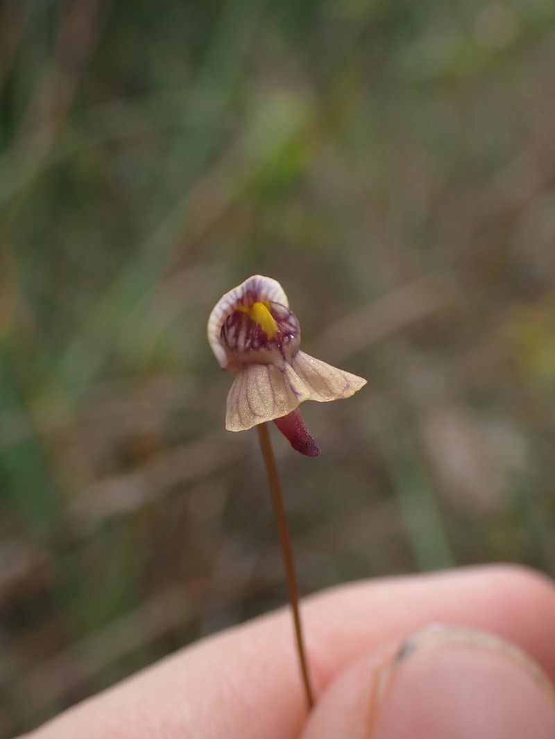 Utricularia hispida photo 6