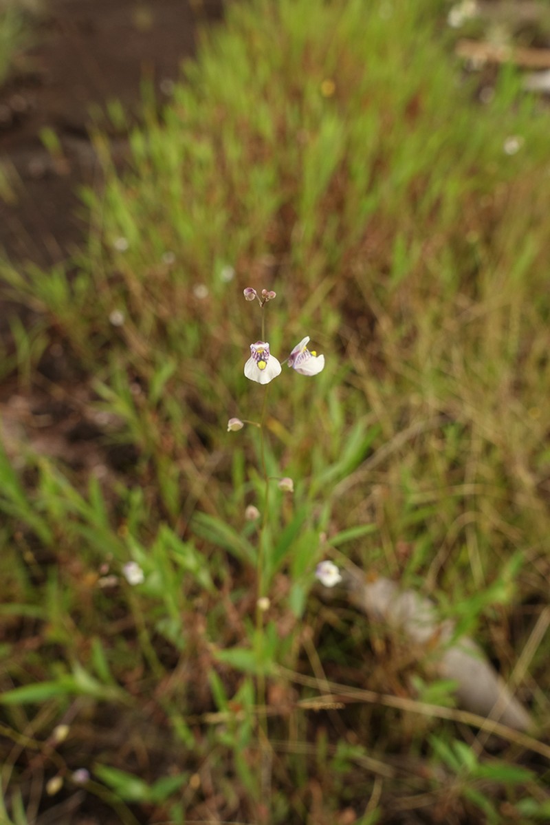 Utricularia hispida photo 7