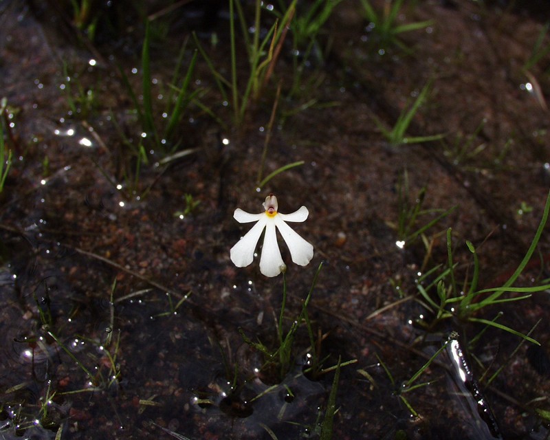 Utricularia holtzei