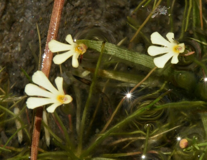 Utricularia holtzei photo 2