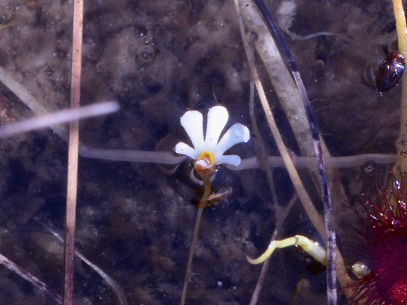 Utricularia holtzei photo 3