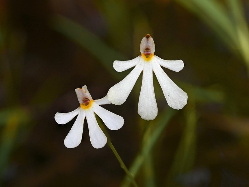 Utricularia holtzei photo 4
