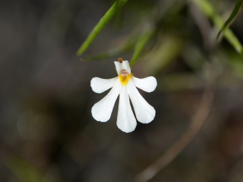 Utricularia holtzei photo 5