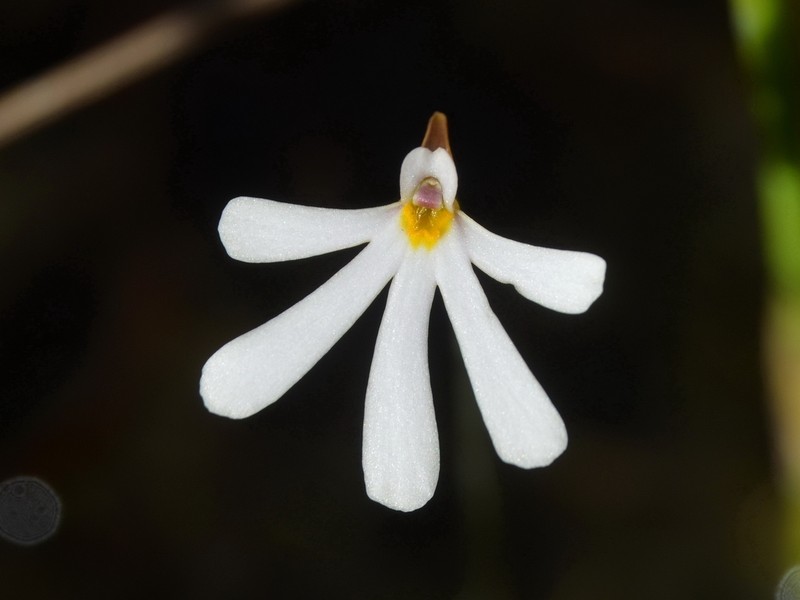Utricularia holtzei photo 6