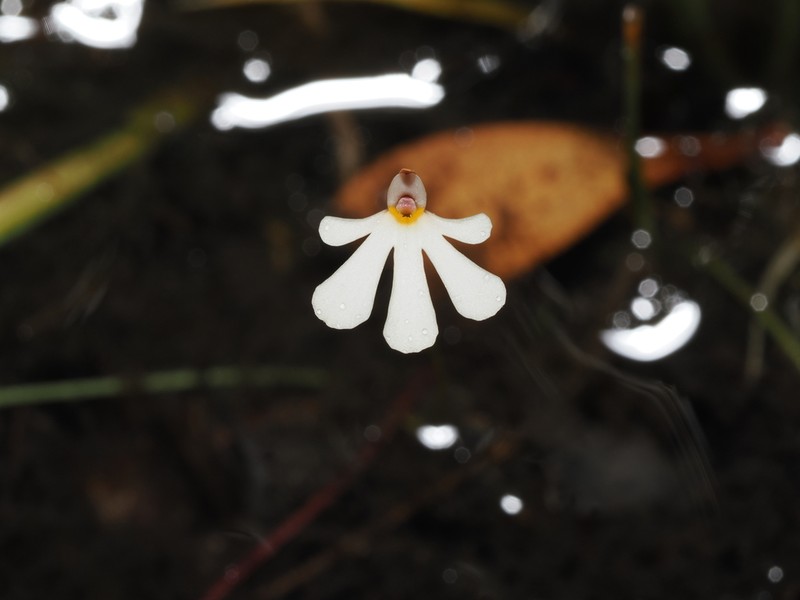 Utricularia holtzei photo 7