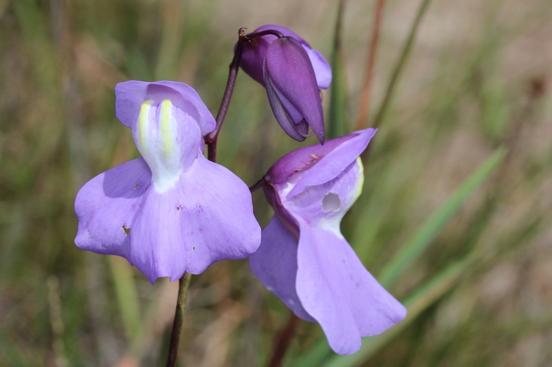 Utricularia humboldtii photo 3