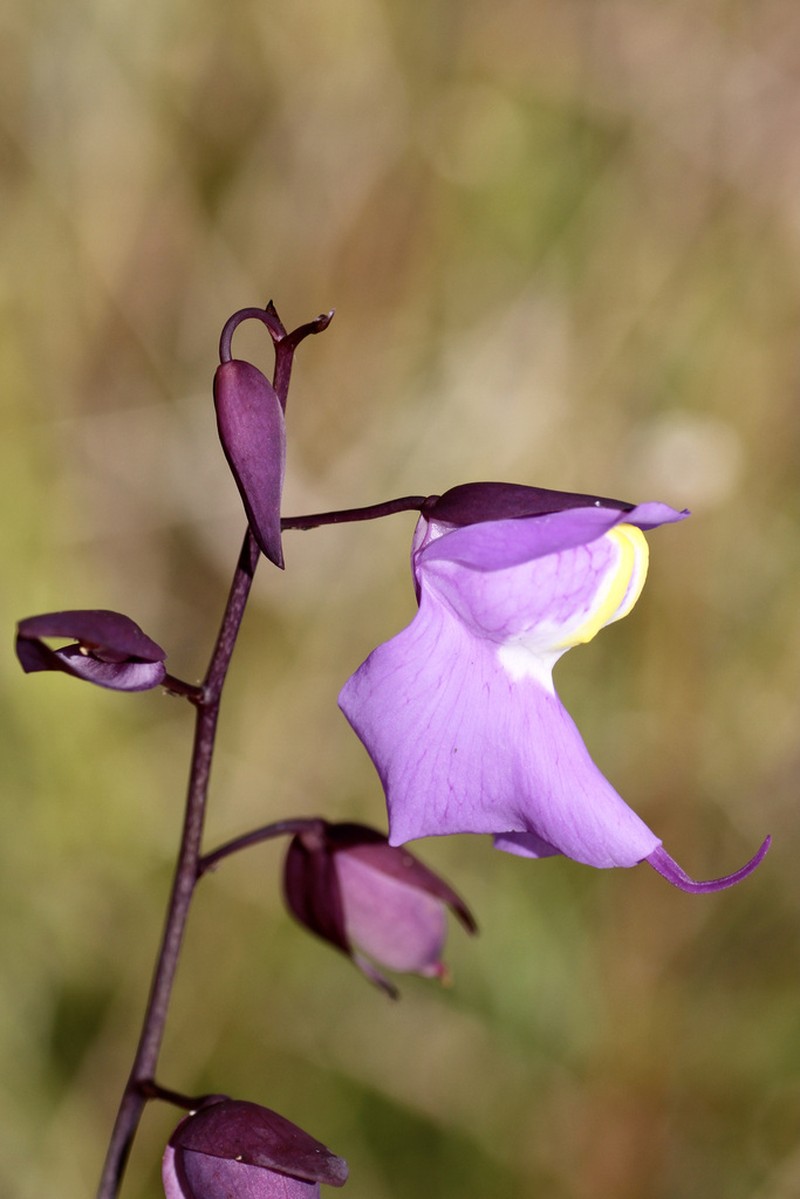 Utricularia humboldtii photo 5