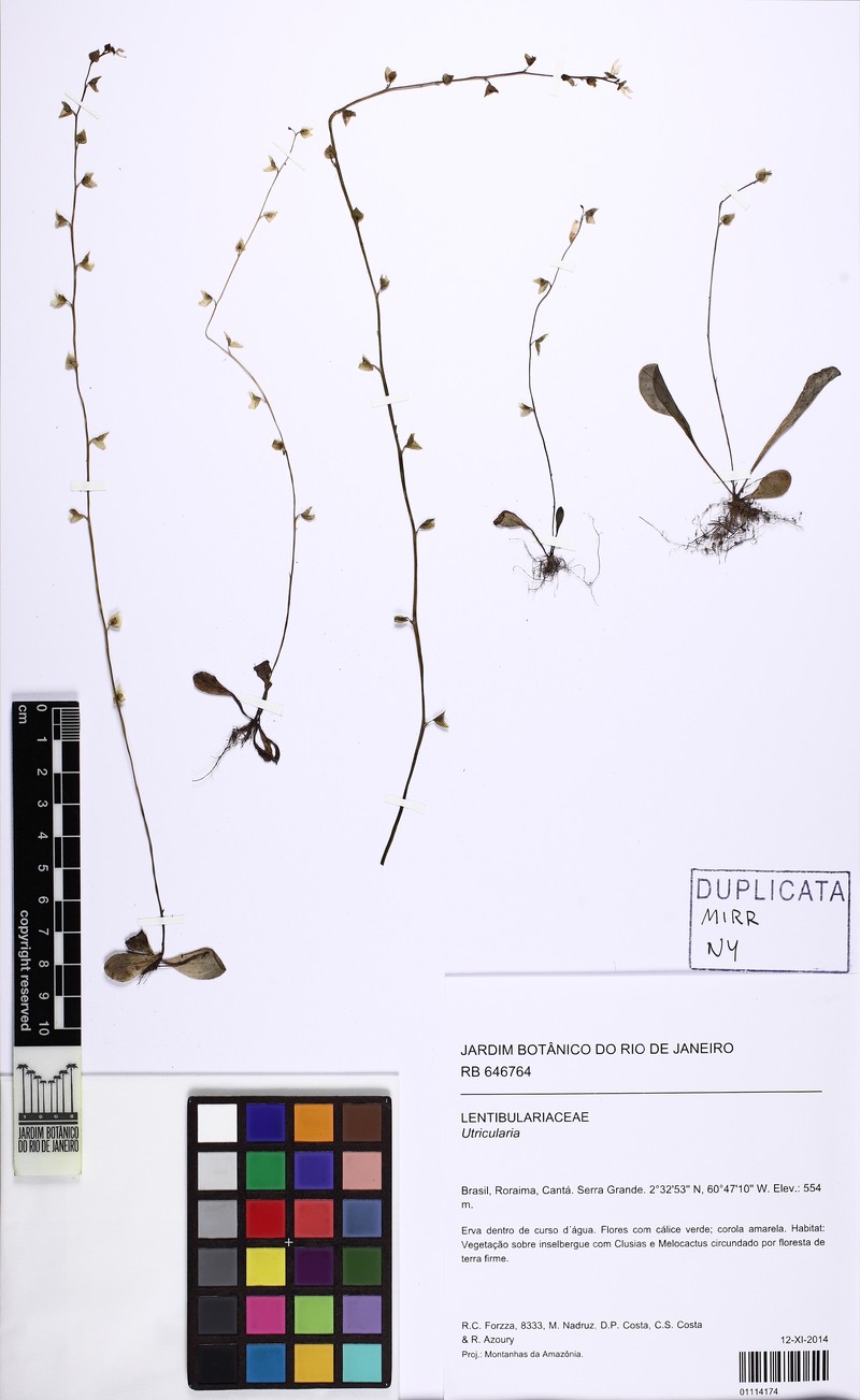 Utricularia huntii