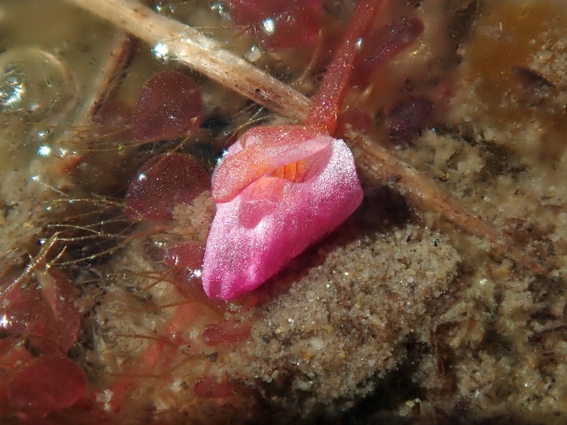 Utricularia hydrocarpa