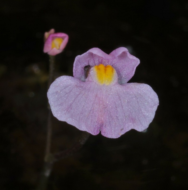 Utricularia hydrocarpa photo 2