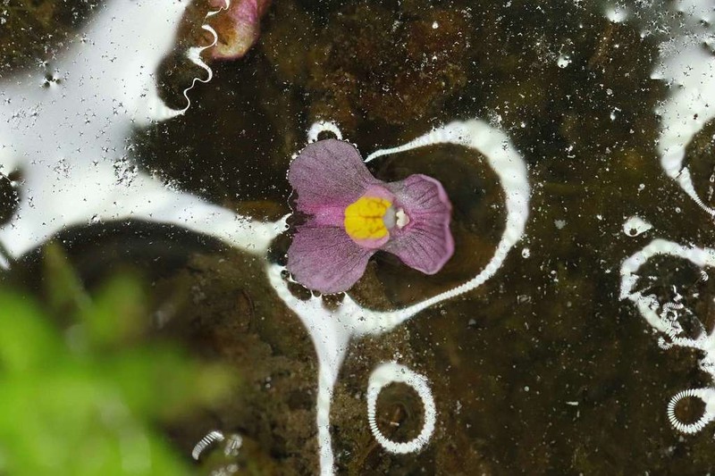 Utricularia hydrocarpa photo 3