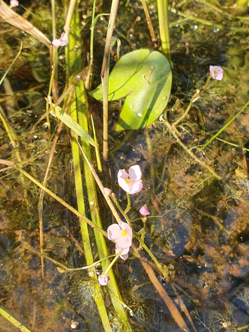 Utricularia hydrocarpa photo 4
