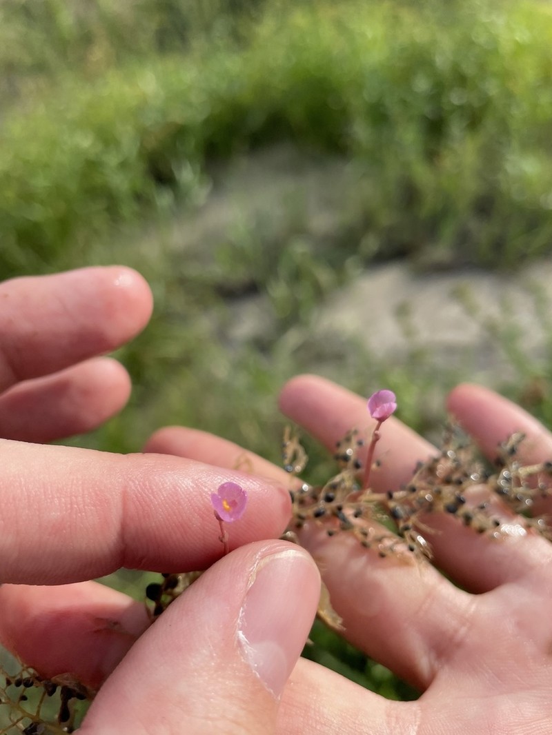 Utricularia hydrocarpa photo 5