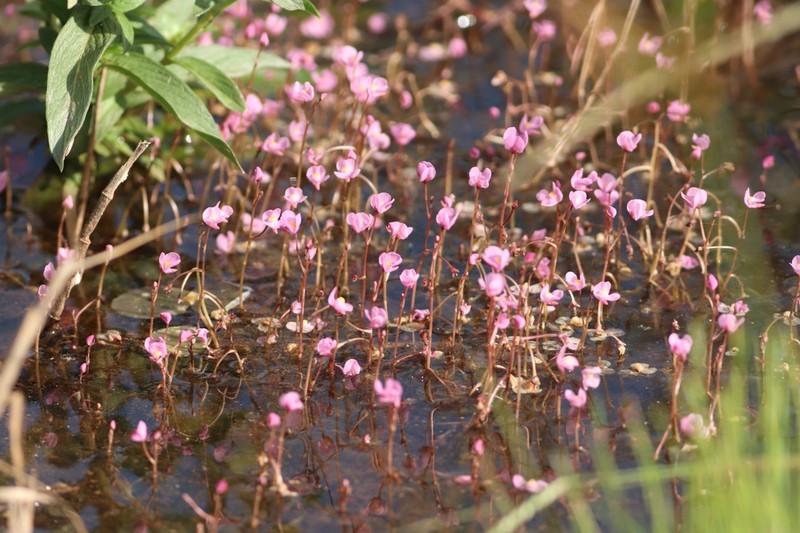 Utricularia hydrocarpa photo 6