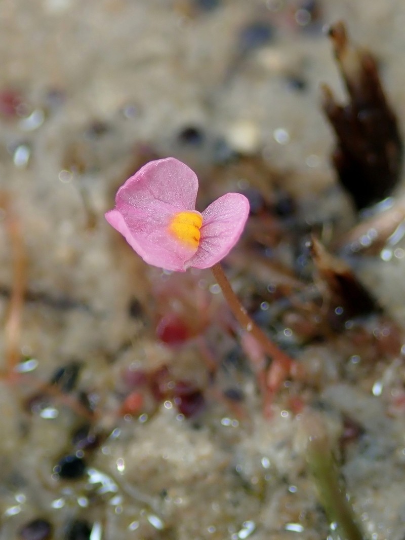 Utricularia hydrocarpa photo 7