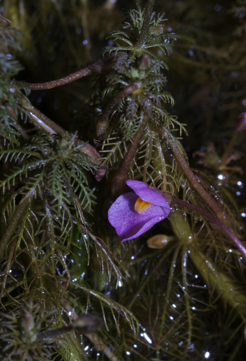 Utricularia hydrocarpa photo 8