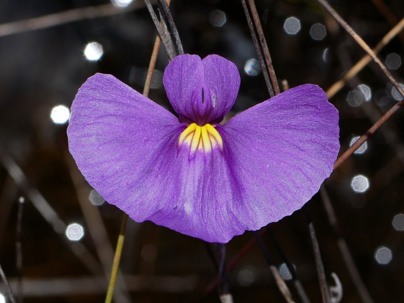 Utricularia inaequalis photo 2