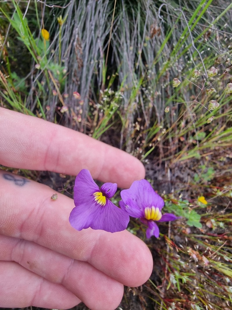 Utricularia inaequalis photo 3