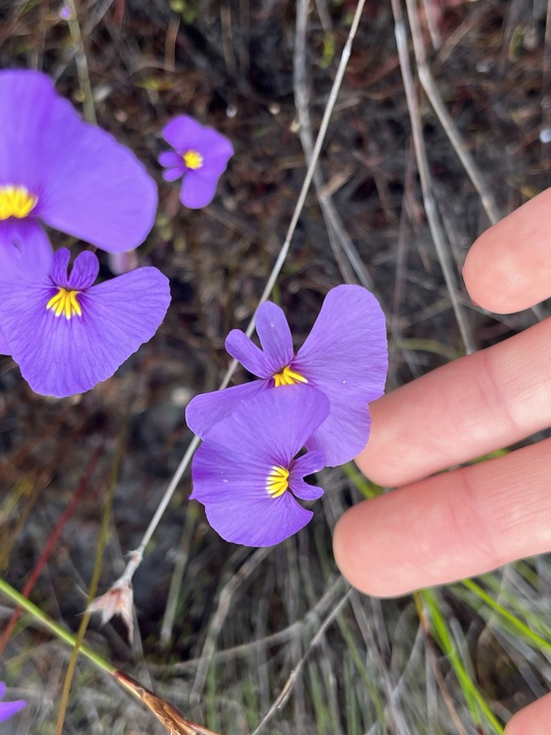 Utricularia inaequalis photo 4