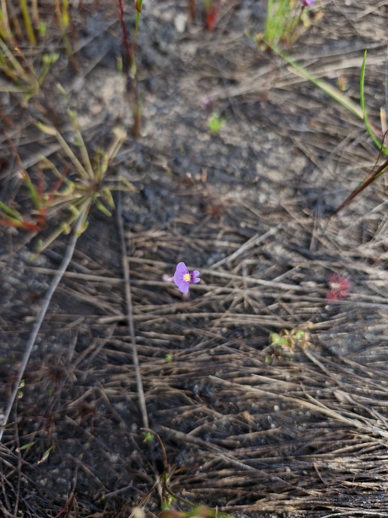 Utricularia inaequalis photo 5