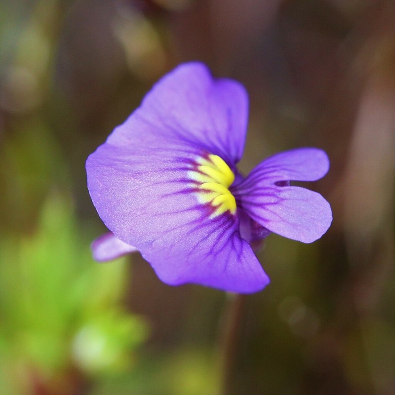 Utricularia inaequalis photo 6
