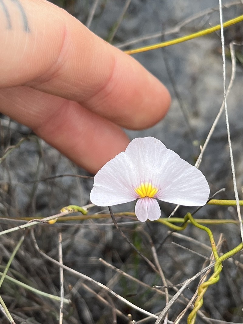 Utricularia inaequalis photo 7