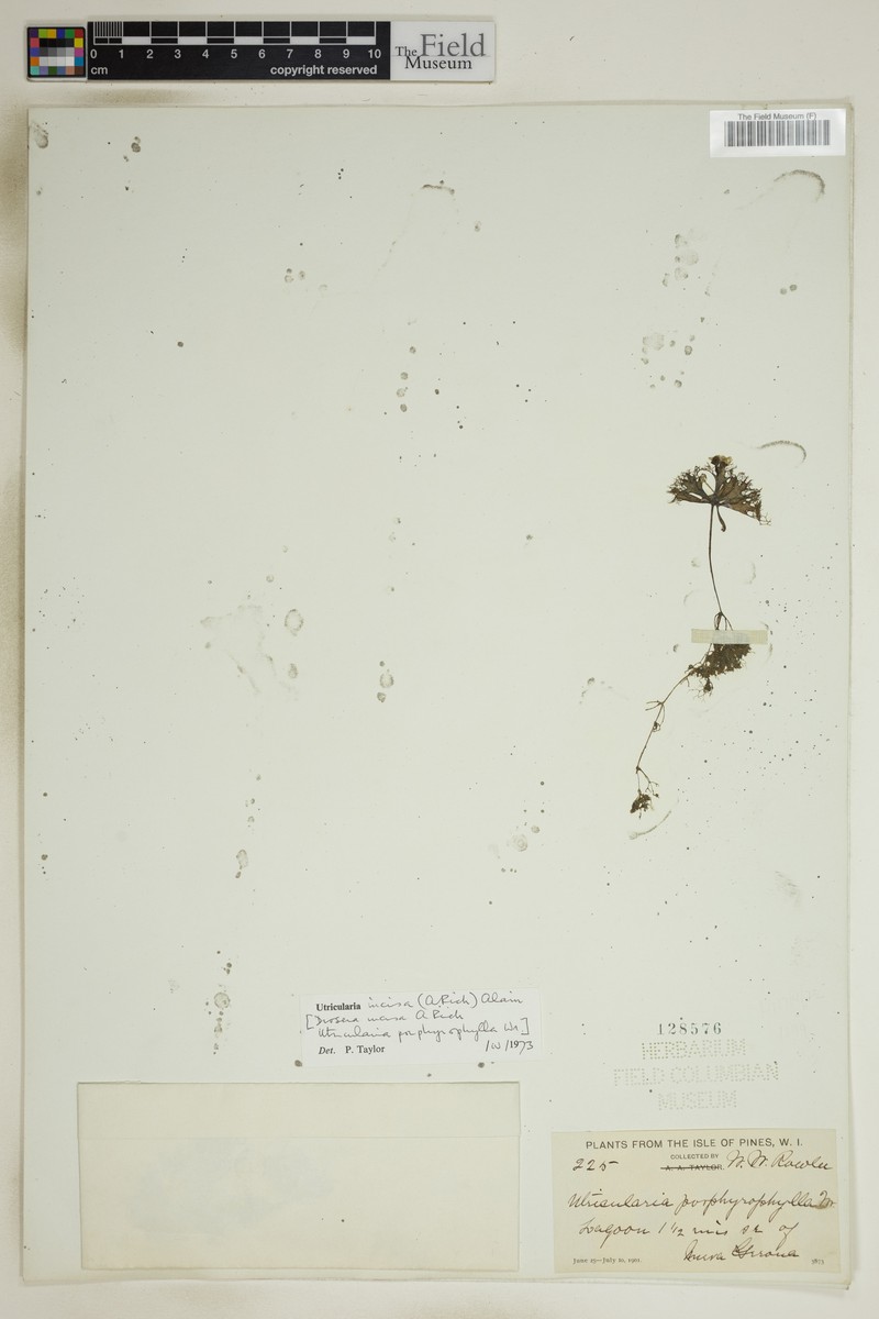 Utricularia incisa