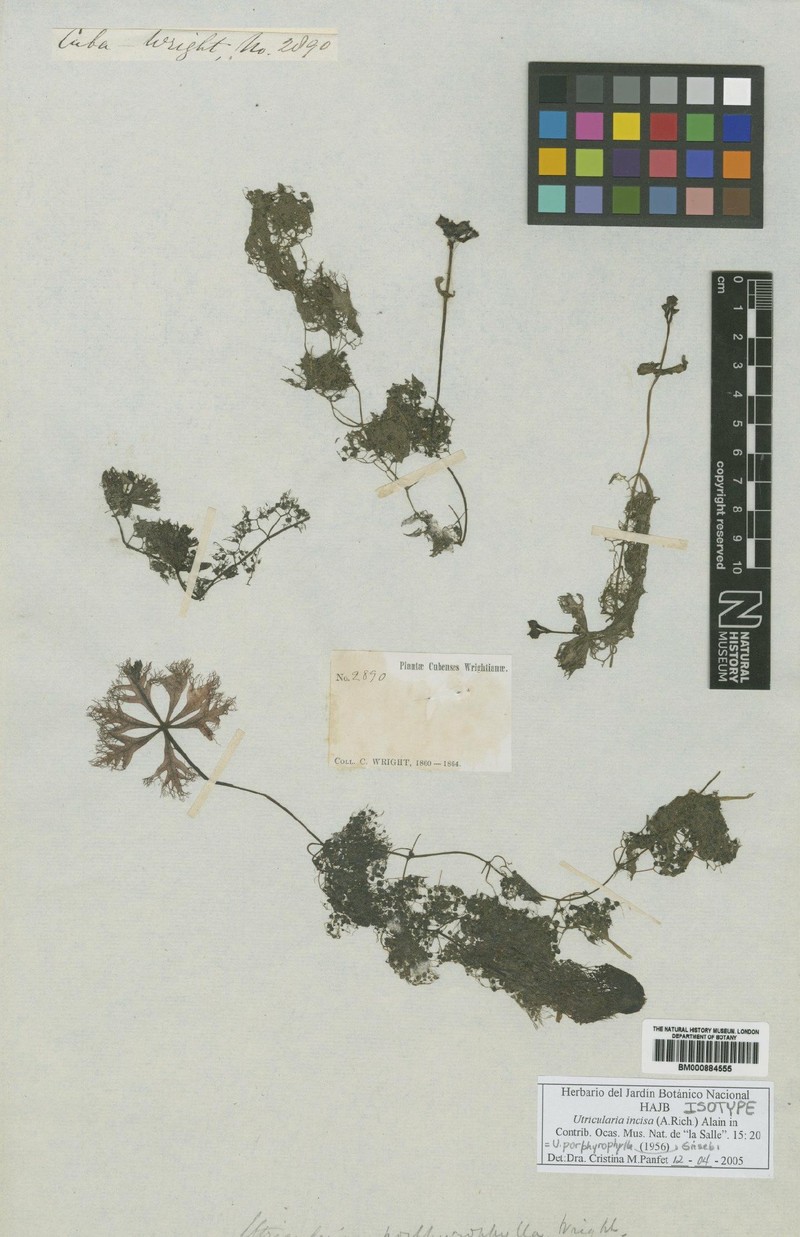 Utricularia incisa photo 2