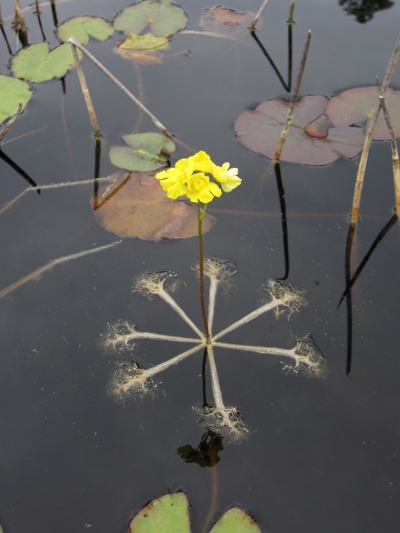 Swollen Bladderwort photo 3