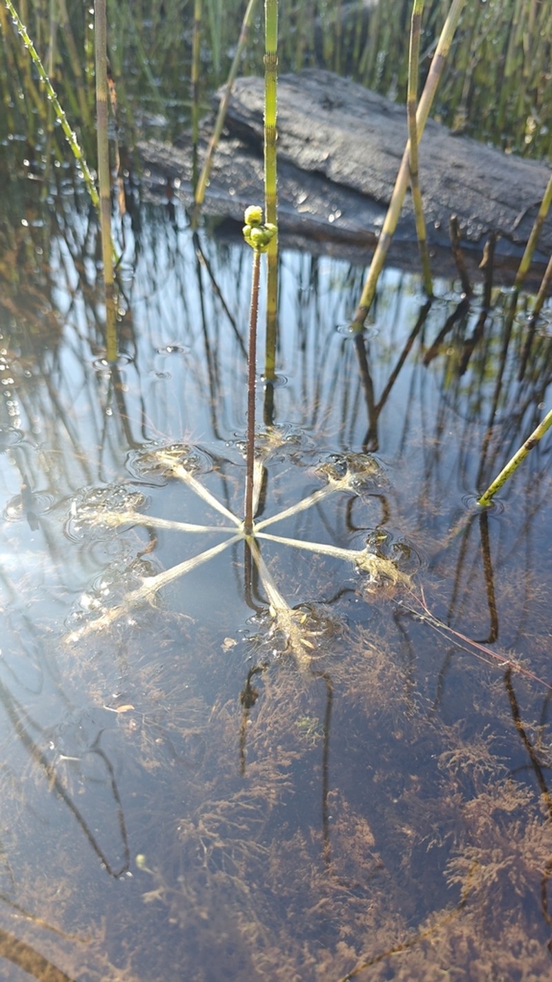 Swollen Bladderwort photo 4