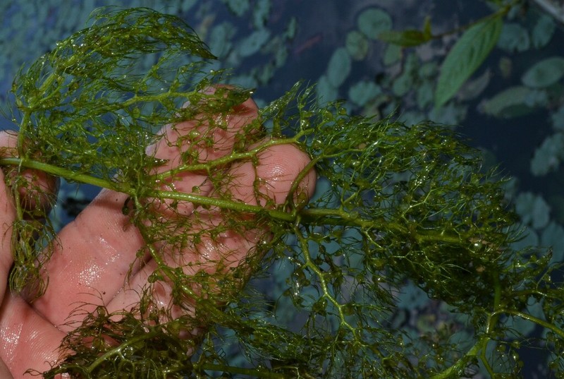 Swollen Bladderwort photo 6
