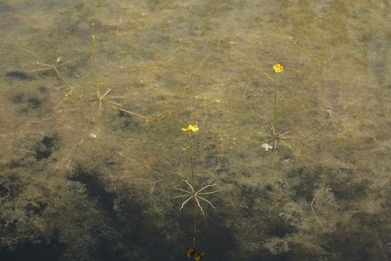 Swollen Bladderwort photo 7