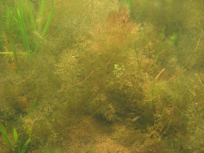Swollen Bladderwort photo 3