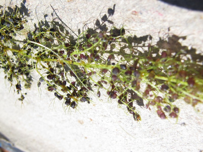 Utricularia inflexa photo 2