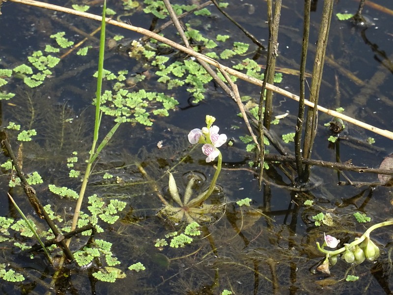 Utricularia inflexa photo 3