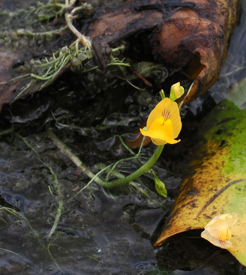 Utricularia inflexa photo 5