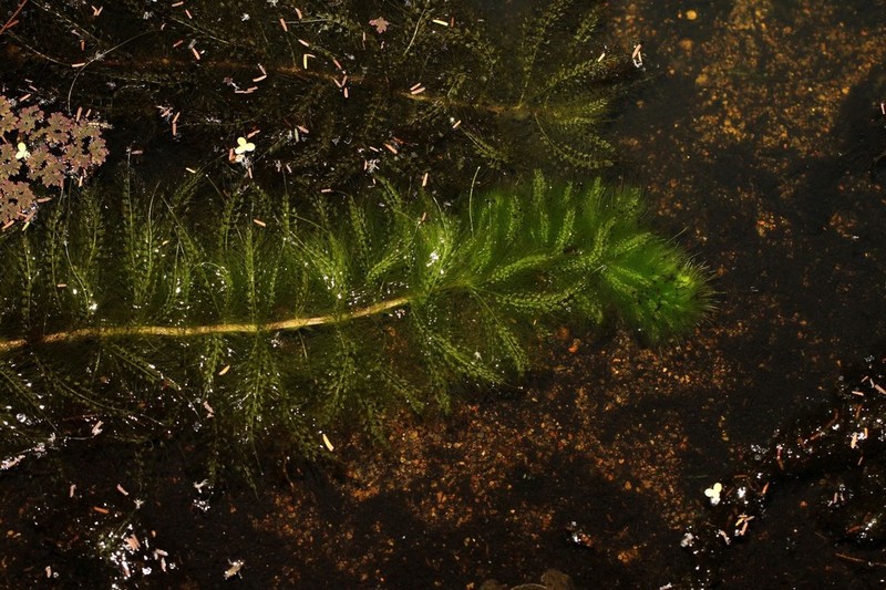 Utricularia inflexa photo 6