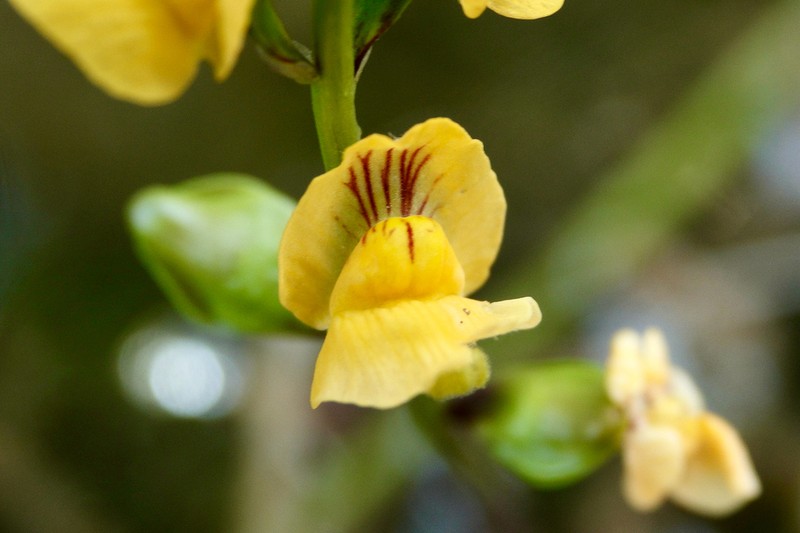 Utricularia inflexa photo 7