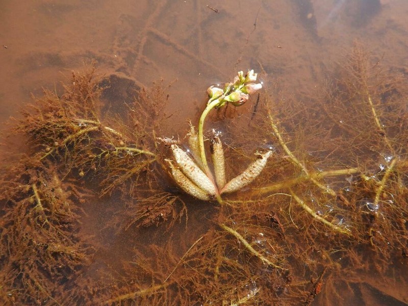 Utricularia inflexa photo 8