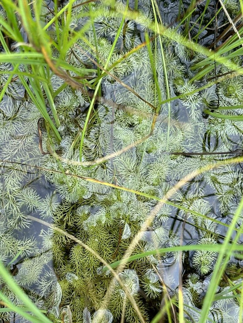 Flatleaf Bladderwort