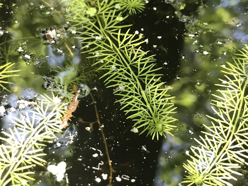 Flatleaf Bladderwort photo 2