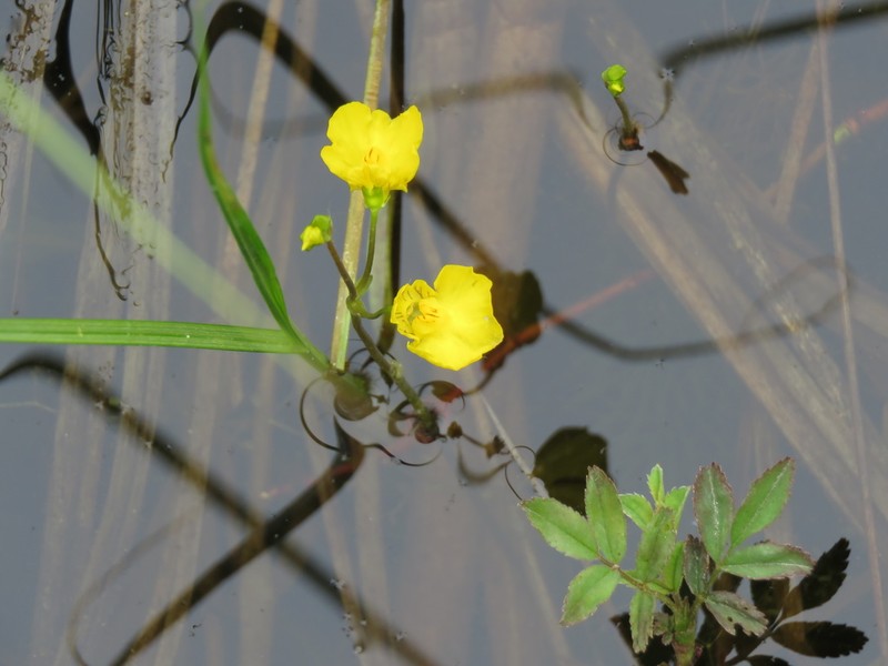 Flatleaf Bladderwort photo 3