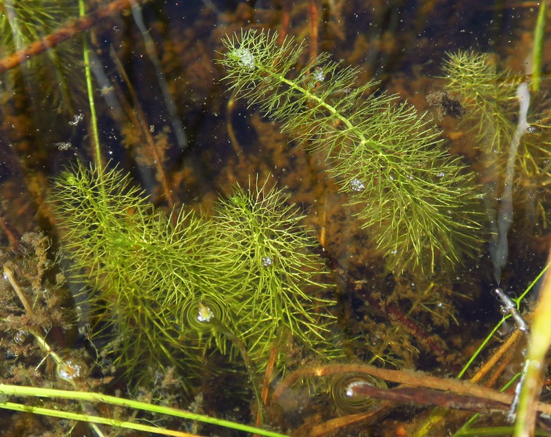 Flatleaf Bladderwort photo 4