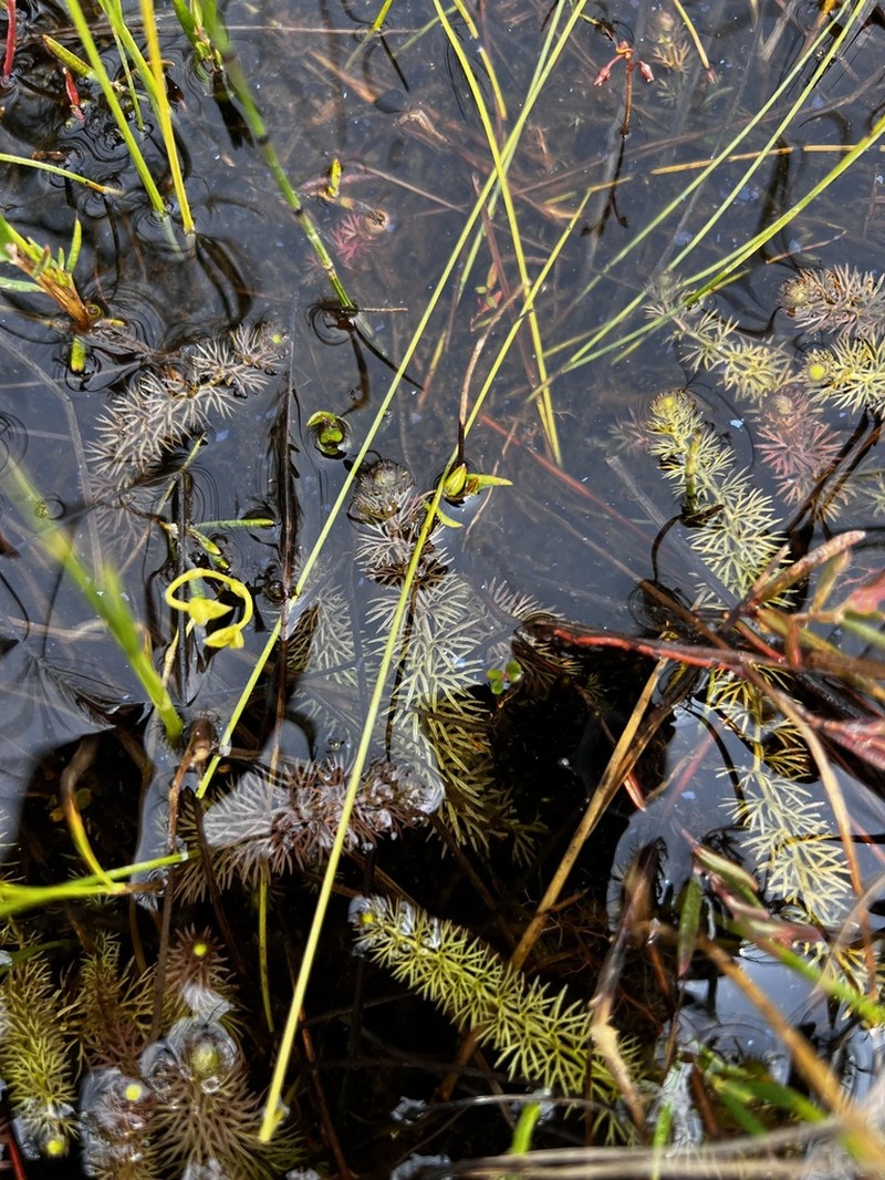 Flatleaf Bladderwort photo 5