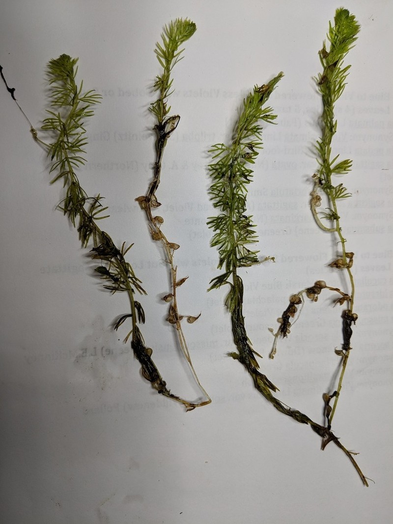 Flatleaf Bladderwort photo 6