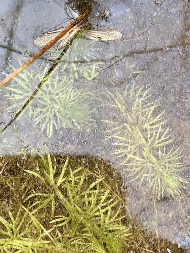 Flatleaf Bladderwort photo 8