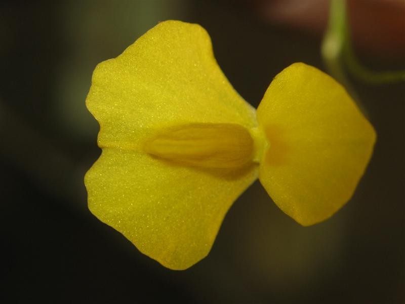 Utricularia involvens