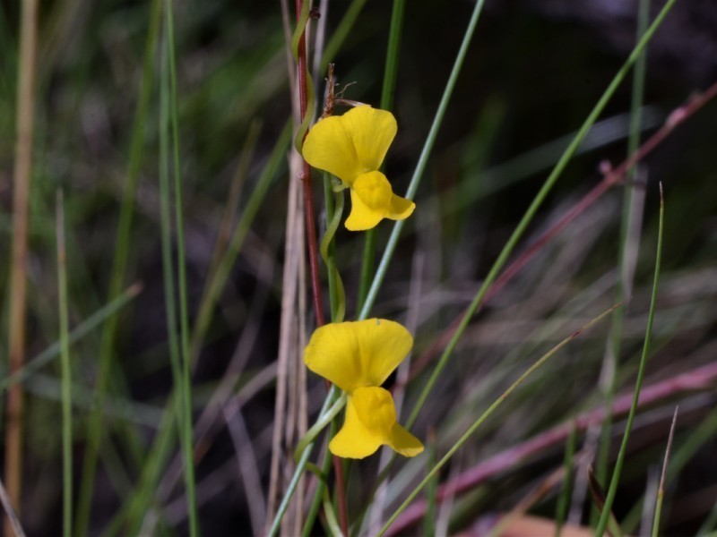 Utricularia involvens photo 2